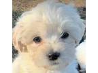 Shih-Poo Puppy for sale in Fayetteville, NC, USA
