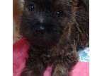Cairn Terrier Puppy for sale in Mansfield, MO, USA