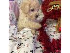 Poodle (Toy) Puppy for sale in Cassville, MO, USA
