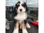 Bernese Mountain Dog Puppy for sale in Portland, OR, USA