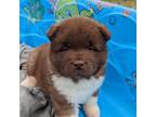 Akita Puppy for sale in Burlington, KY, USA