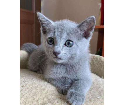 male/female Russian blue kitten is a Blue Female Russian Blue For Sale in Saint Louis MO