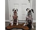 Dalmatian Puppy for sale in Marion, TX, USA