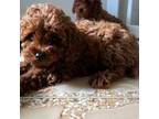Toy Poodle Red Male