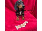 Dachshund Puppy for sale in Hunnewell, MO, USA