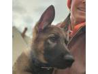 German Shepherd Dog Puppy for sale in Newfields, NH, USA