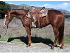 4 Year Old 15 Hand Sorrel Gelding ***Video***