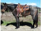 8 Year Old 15 Hand Blue Roan Gelding