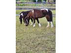 Gorgeous AMHR/ASPC Miniature Mare, flashy pinto, National Champion, great mom