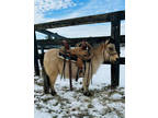 Buckskin Pony Mare