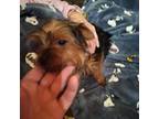 Yorkshire Terrier Puppy for sale in Gruetli Laager, TN, USA