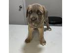 Cane Corso Puppy for sale in Saint Louis, MO, USA