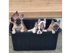 French Bulldog Puppy for sale in Flint, MI, USA