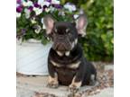 French Bulldog Puppy for sale in Emporia, KS, USA