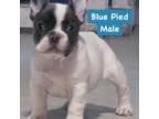 Blue Pied male