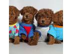 Teddy Bear Toy Poodle Puppy