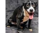 Adopt LILLIE a Labrador Retriever, Pit Bull Terrier