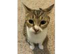 Adopt Nana a Domestic Short Hair