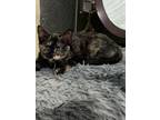 Adopt Torti: Emma Leigh a Tortoiseshell