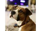 Adopt Trisha a Boxer, Hound