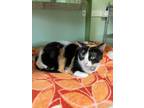 Adopt Loki a Domestic Short Hair