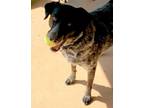 Adopt Lyric a Australian Shepherd, Labrador Retriever