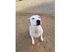 Adopt Kilo a American Staffordshire Terrier