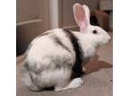 Adopt Juniper a Bunny Rabbit