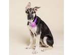 Adopt Greta Garbo a German Shepherd Dog, Husky