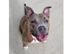 Adopt TINY a Pit Bull Terrier