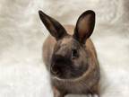 Adopt Brownie a Bunny Rabbit