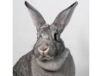 Adopt Barbie a Bunny Rabbit