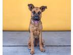 Adopt DELLA a German Shepherd Dog, Mixed Breed