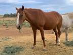 Adopt Cheyenne a Mustang
