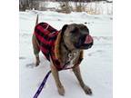 Adopt Hazel, she loves watching reality shows! a Mastiff