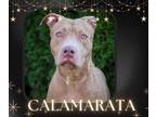 Adopt CALAMARATA a Pit Bull Terrier