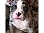 French Bulldog Puppy for sale in Burlington, NC, USA