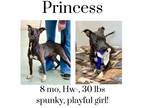 Adopt Princess a Mixed Breed