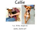 Adopt Callie a Mixed Breed