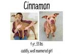 Adopt Cinnamon a Mixed Breed