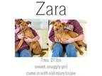 Adopt Zara a Mixed Breed