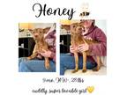 Adopt Honey a Mixed Breed