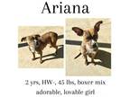 Adopt Ariana a Mixed Breed