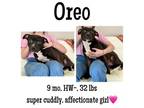 Adopt Oreo a Mixed Breed
