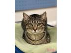 Adopt Wendy a Domestic Short Hair