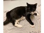 Adopt Florence a Domestic Short Hair