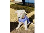 Adopt Basil - adoption pending a Labrador Retriever, American Bully