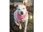 Adopt Megan a Labrador Retriever
