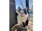 Adopt Millie a Domestic Short Hair