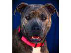 Adopt Weave a Pit Bull Terrier